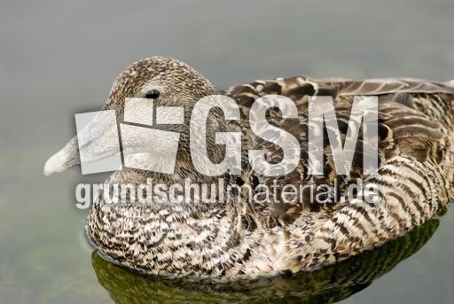 Eiderente (6 von 12).jpg